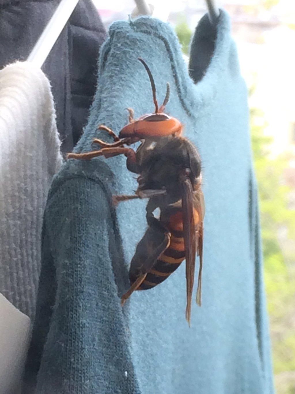 Asian hornet sting