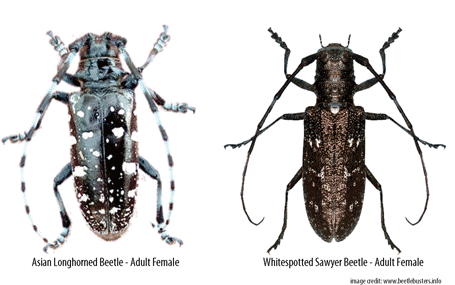 Redvine recomended Asian longhorned beetle population