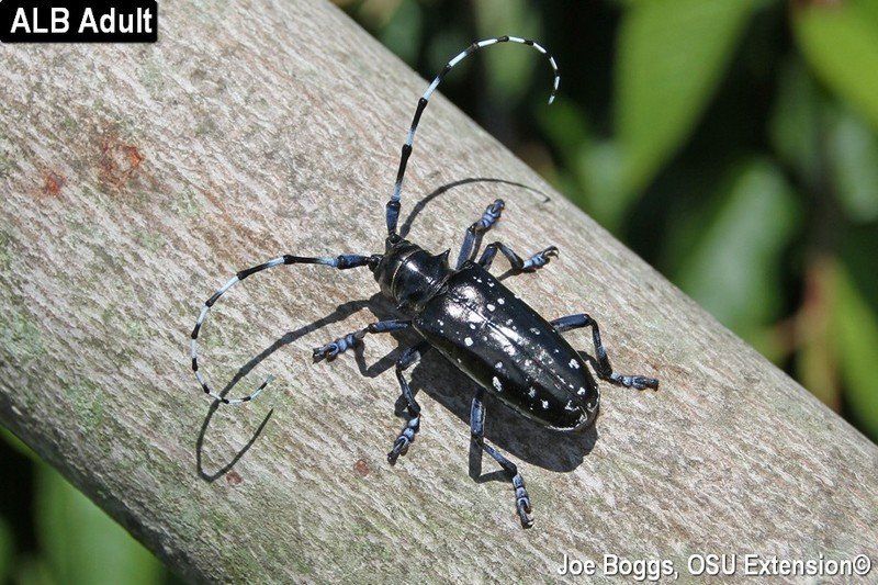 best of Beetle population longhorned Asian