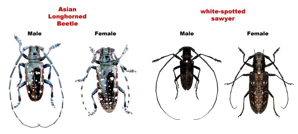 Asian longhorned beetle population