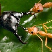 Golden G. reccomend Asian needle ant photo