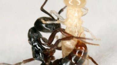 best of Photo ant Asian needle