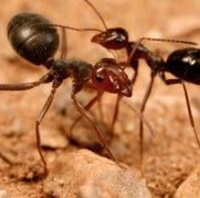 Geneva reccomend Asian needle ant photo