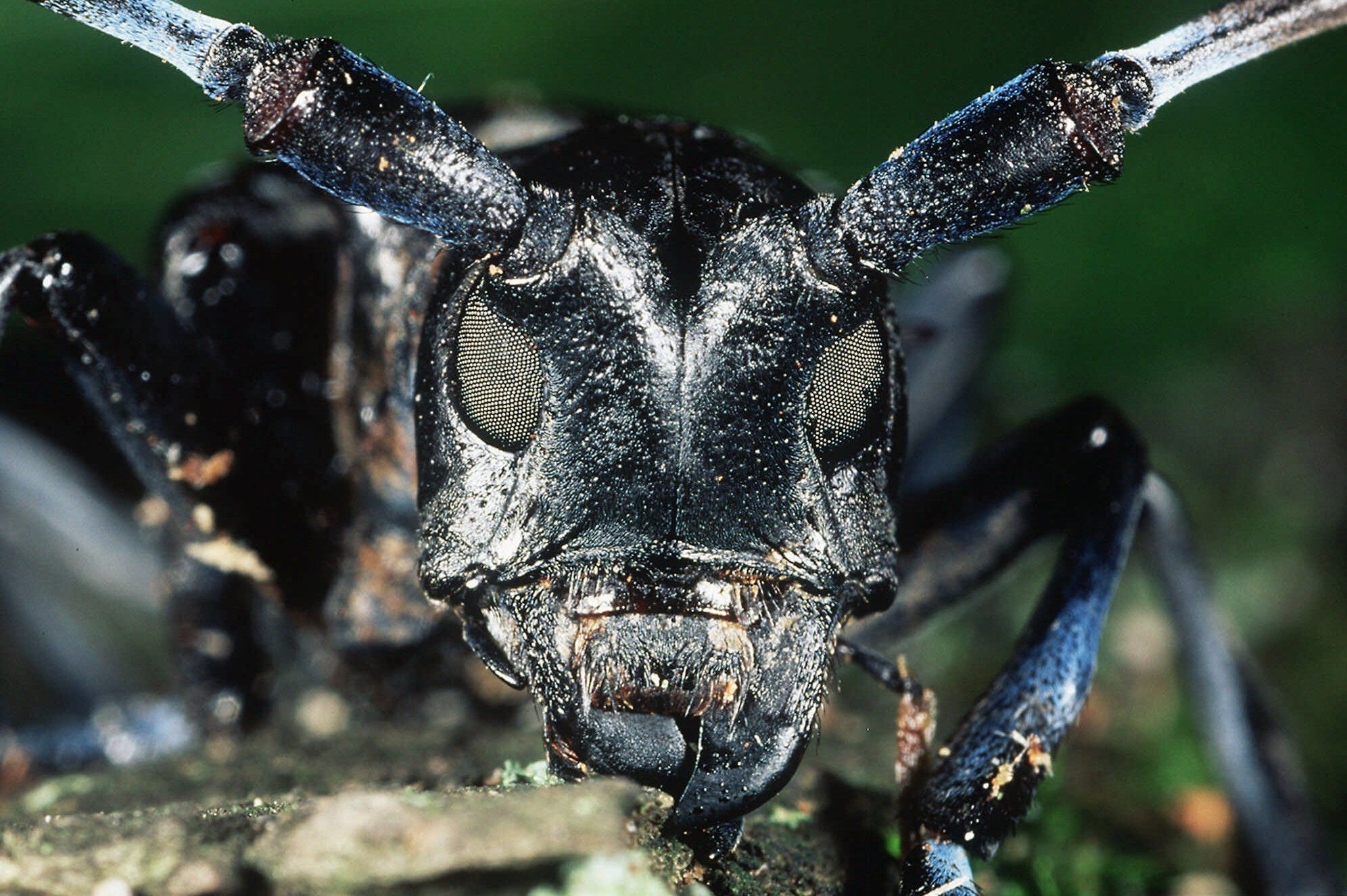 Asian longhorned beetle population