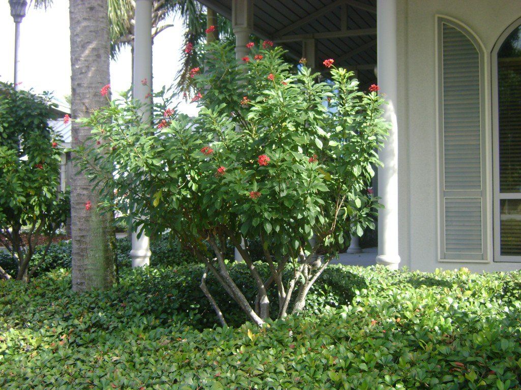 Beamer reccomend Gardenia tree mature height