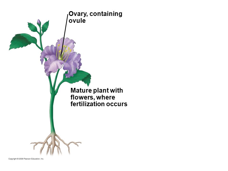 Mature fertilised plant ovules