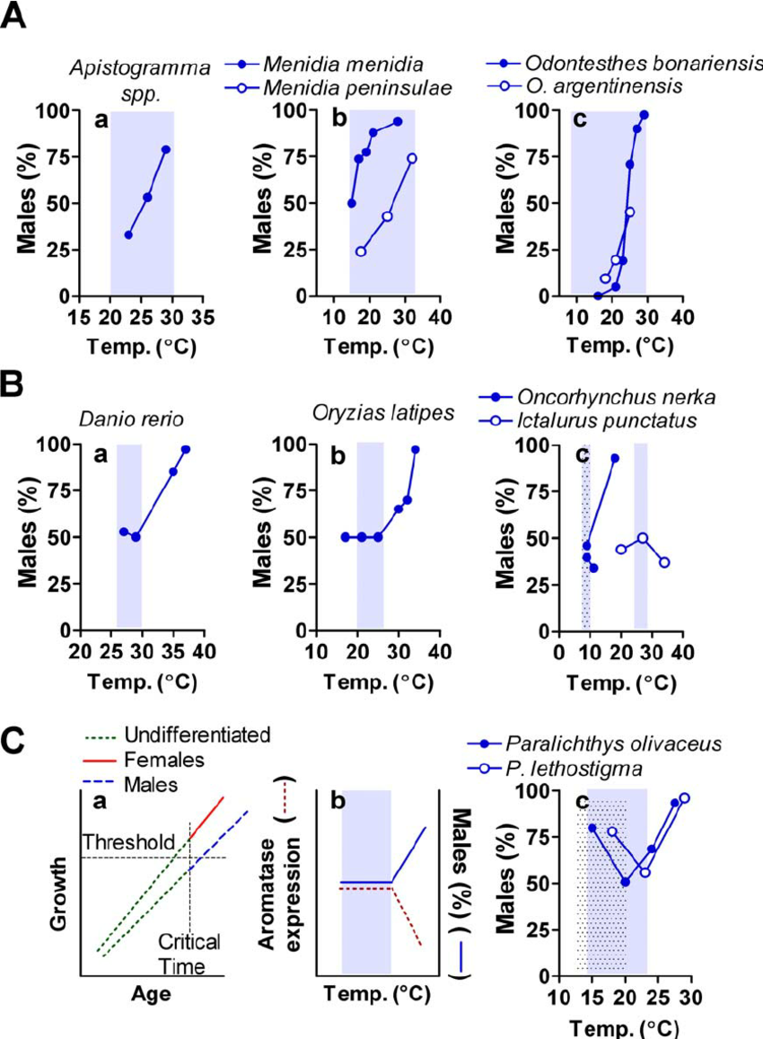 Undifferentiated sex in fish