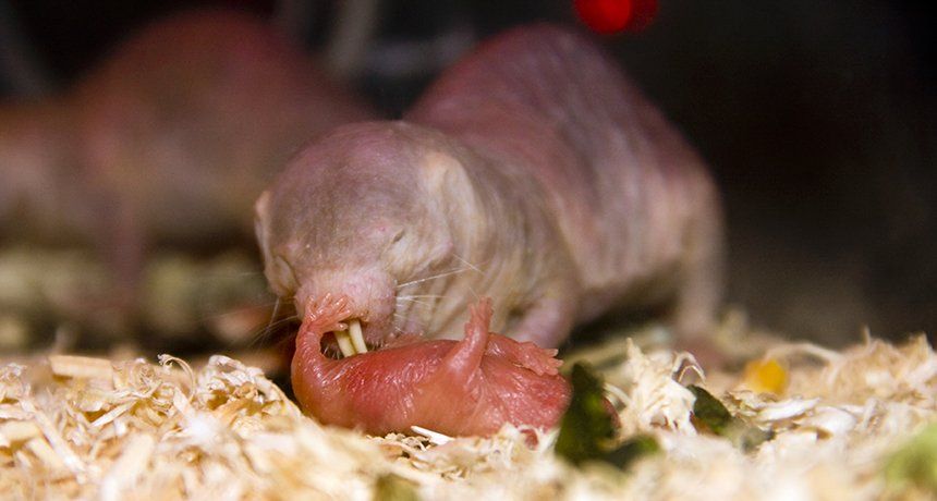 About naked mole rats