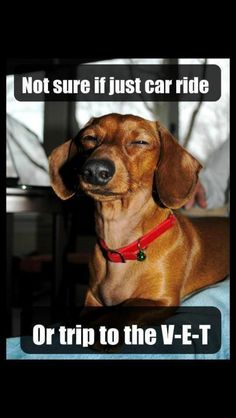 Funny chiweenie pictures