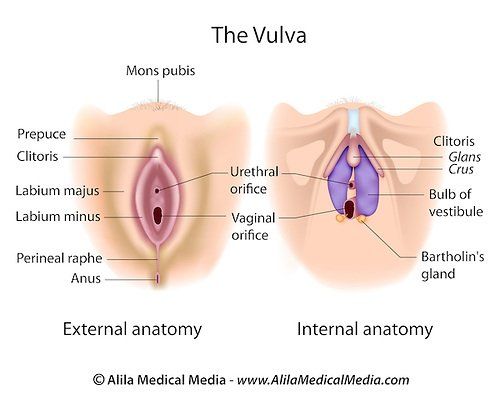 best of Pix anatomy Vulva
