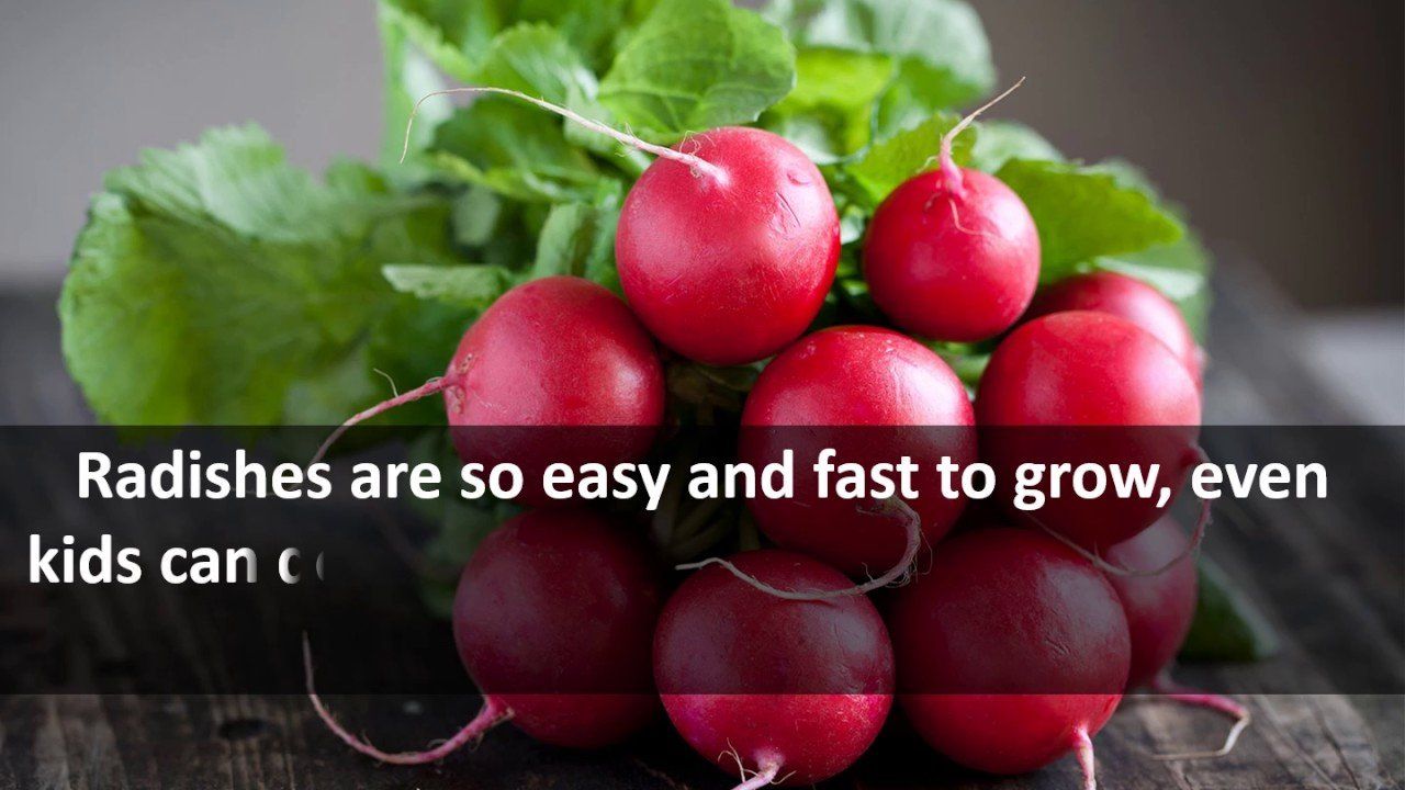 best of About radishes facts Fun