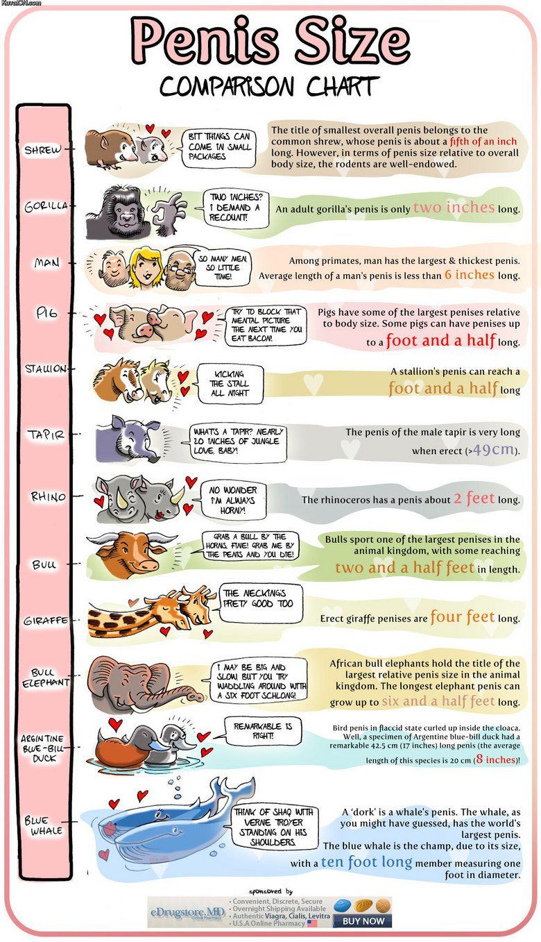 best of Sizes chart Penis