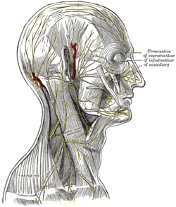 Facial nerve pes