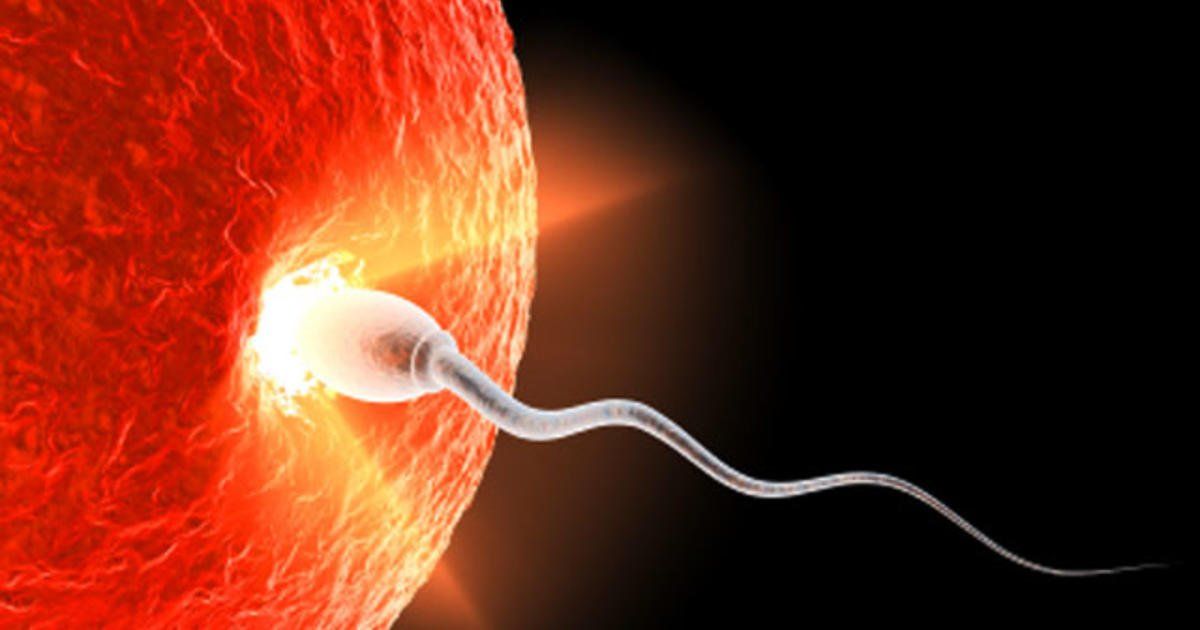 best of Picture sperm Male