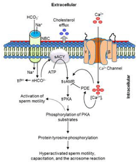 Motile production sperm