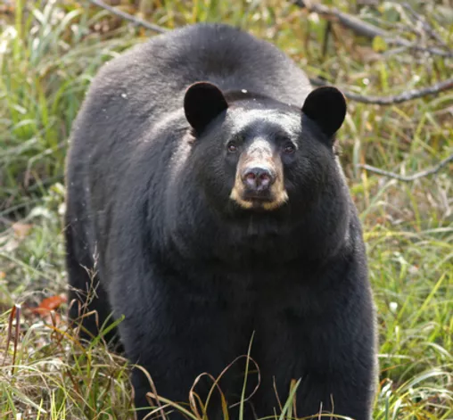 Hammer reccomend Chubby bears black bears