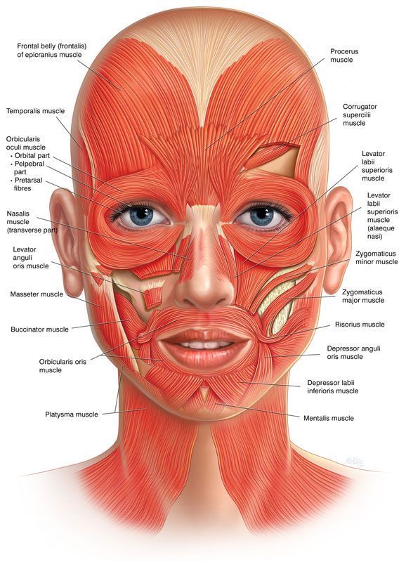 Facial muscles and massage