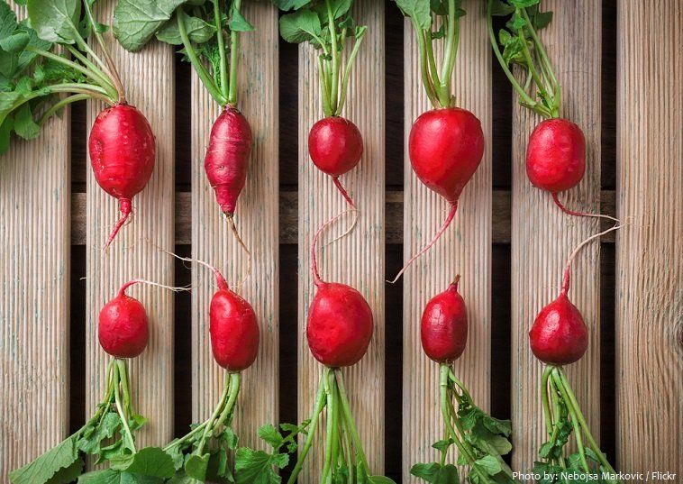 Fun facts about radishes