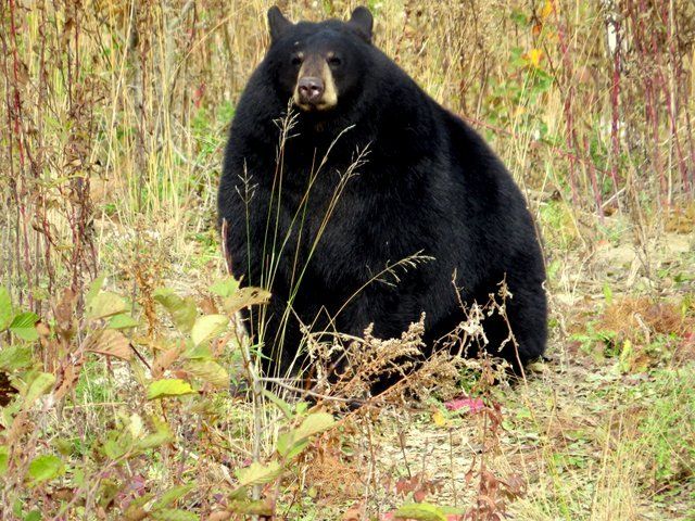 Chubby bears black bears