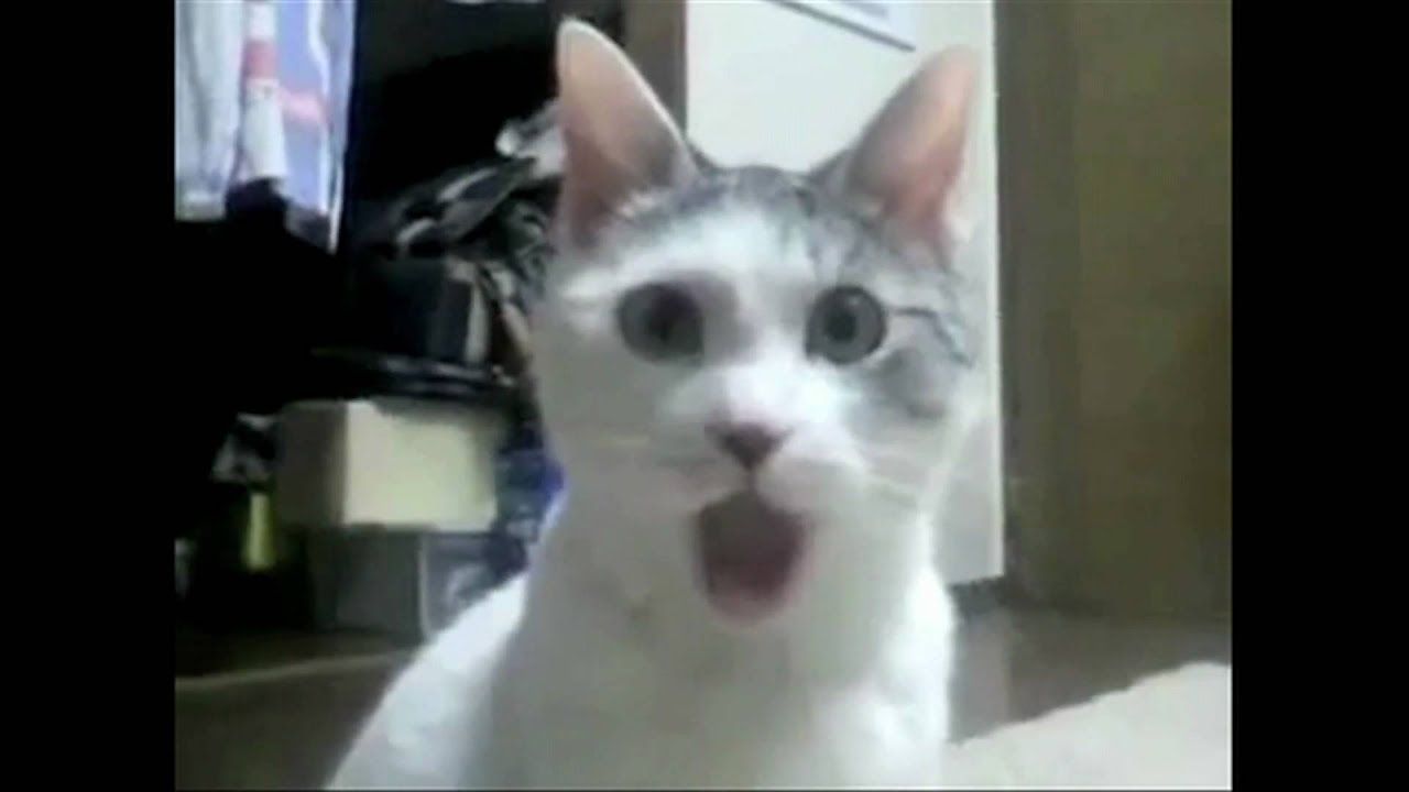 best of Cat Funny omg