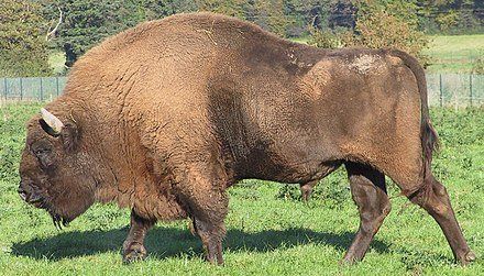 Ratman reccomend Sex ratio of bison at la brea