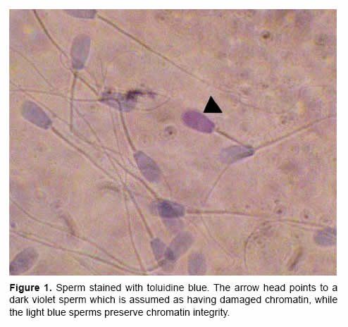 Sperm test viability