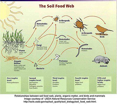 Bottom of food chains