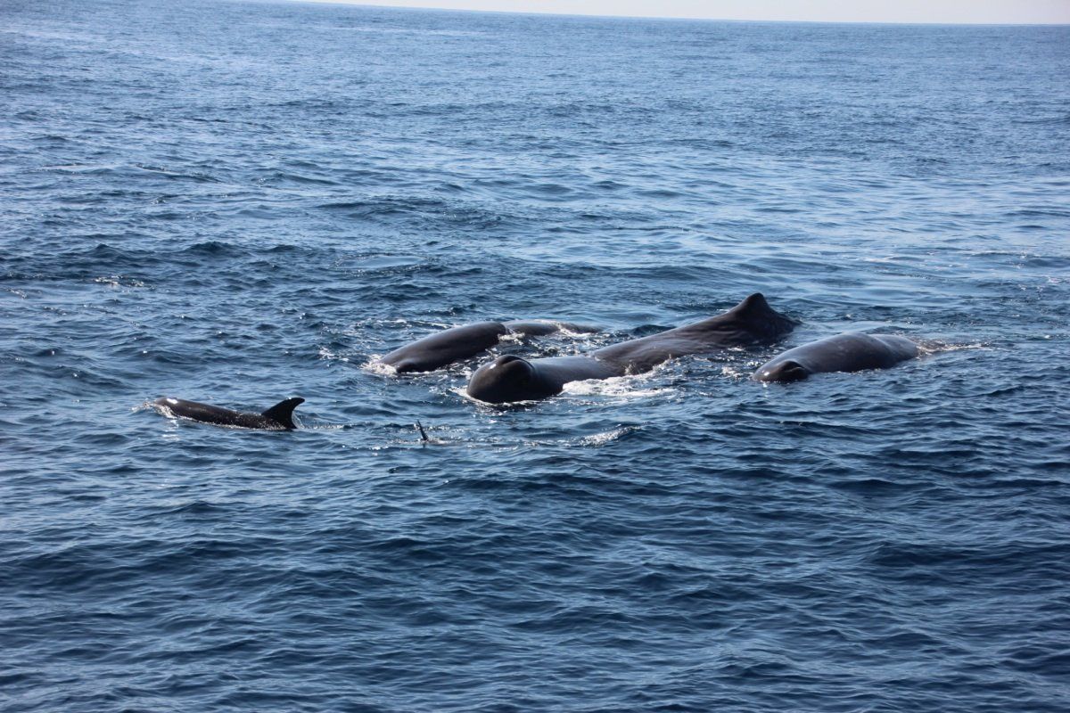 Skyscraper reccomend Mating sperm whale