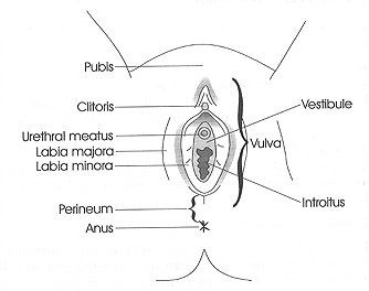 Vulva pix anatomy
