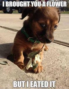 Funny chiweenie pictures