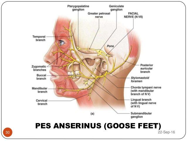 best of Pes Facial nerve