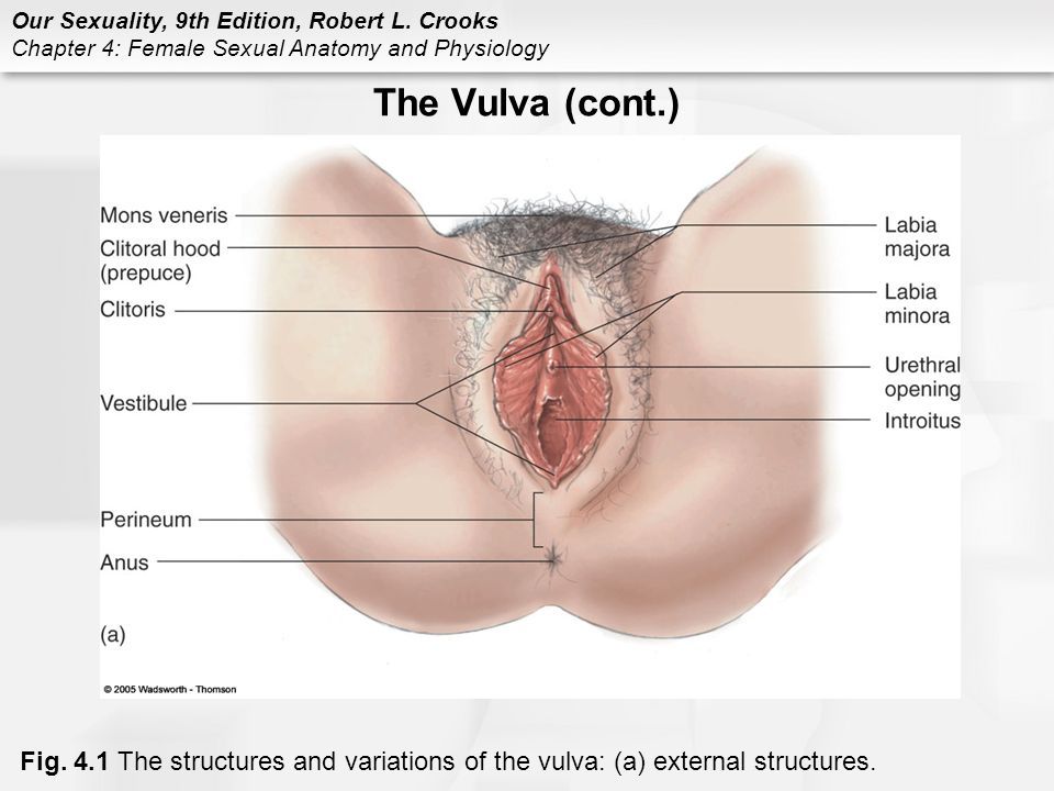 Vulva pix anatomy