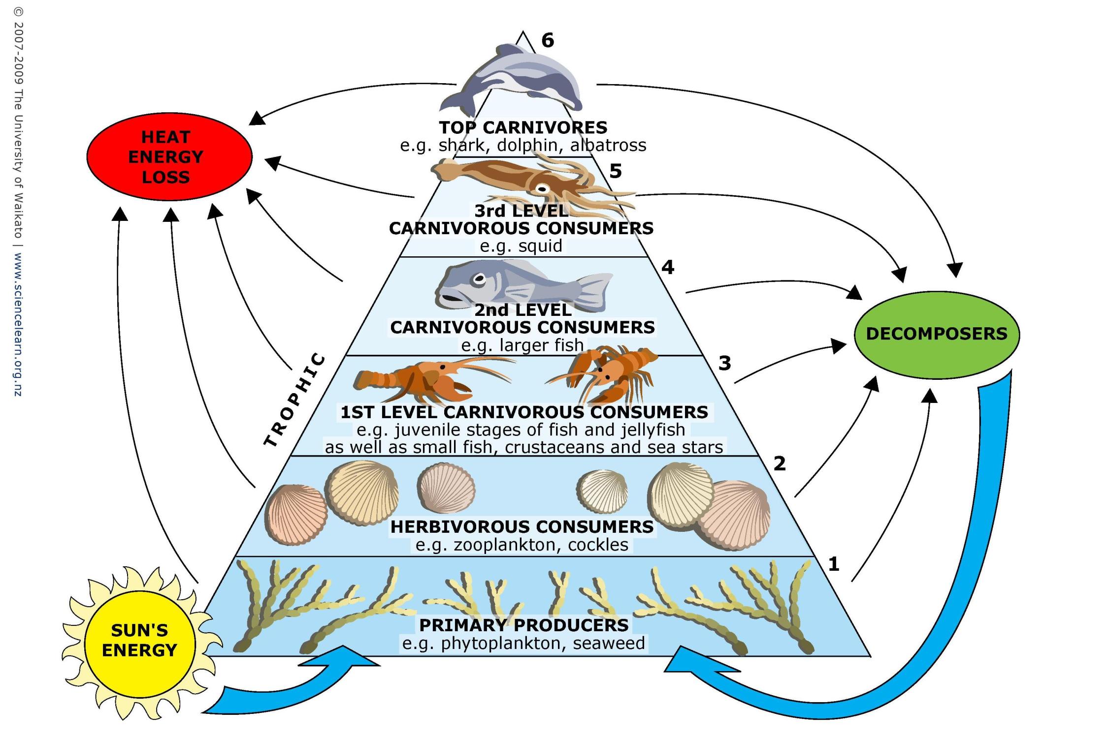 Bottom of food chains