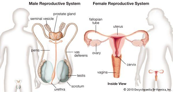 Mrs. R. reccomend Sex with black woman with male sex organs