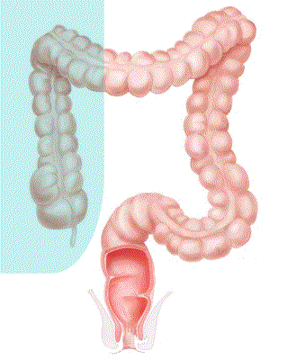 Anatomy of anal fisting Fisting