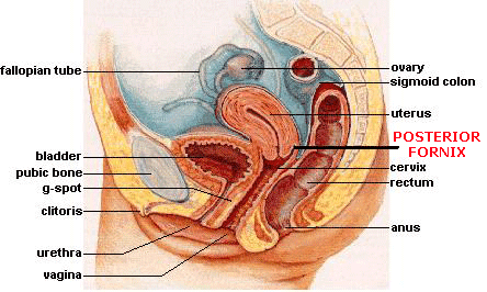 Anal femal orgams