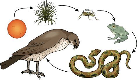 Bottom of food chains