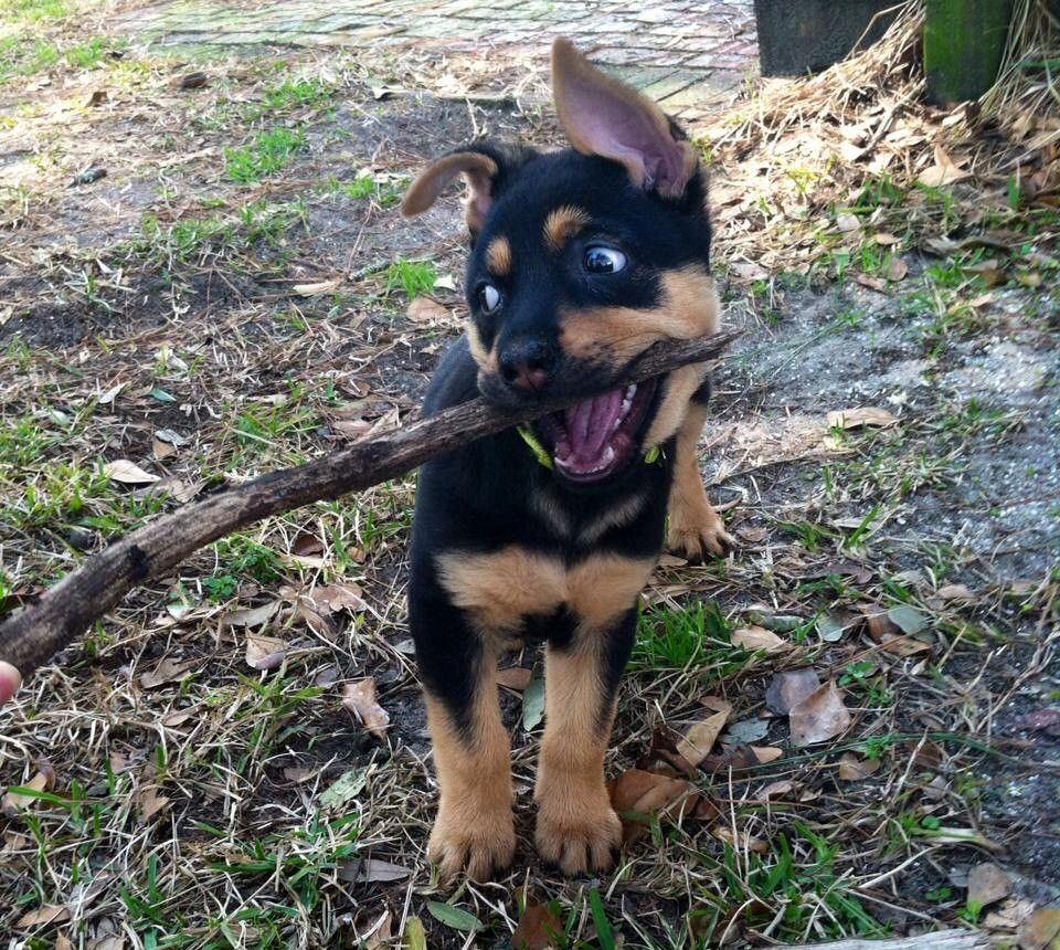 Chubby puppie rottweilers mixed in shepard