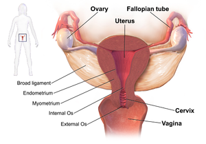 Clitoris abscess during pregnancy