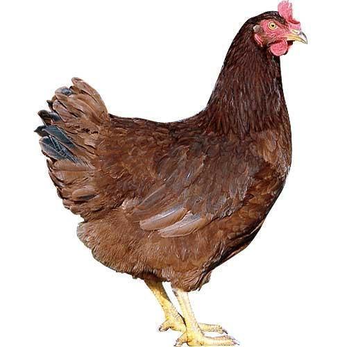 best of Hen Cock and