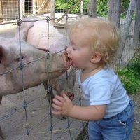 Lick the pig