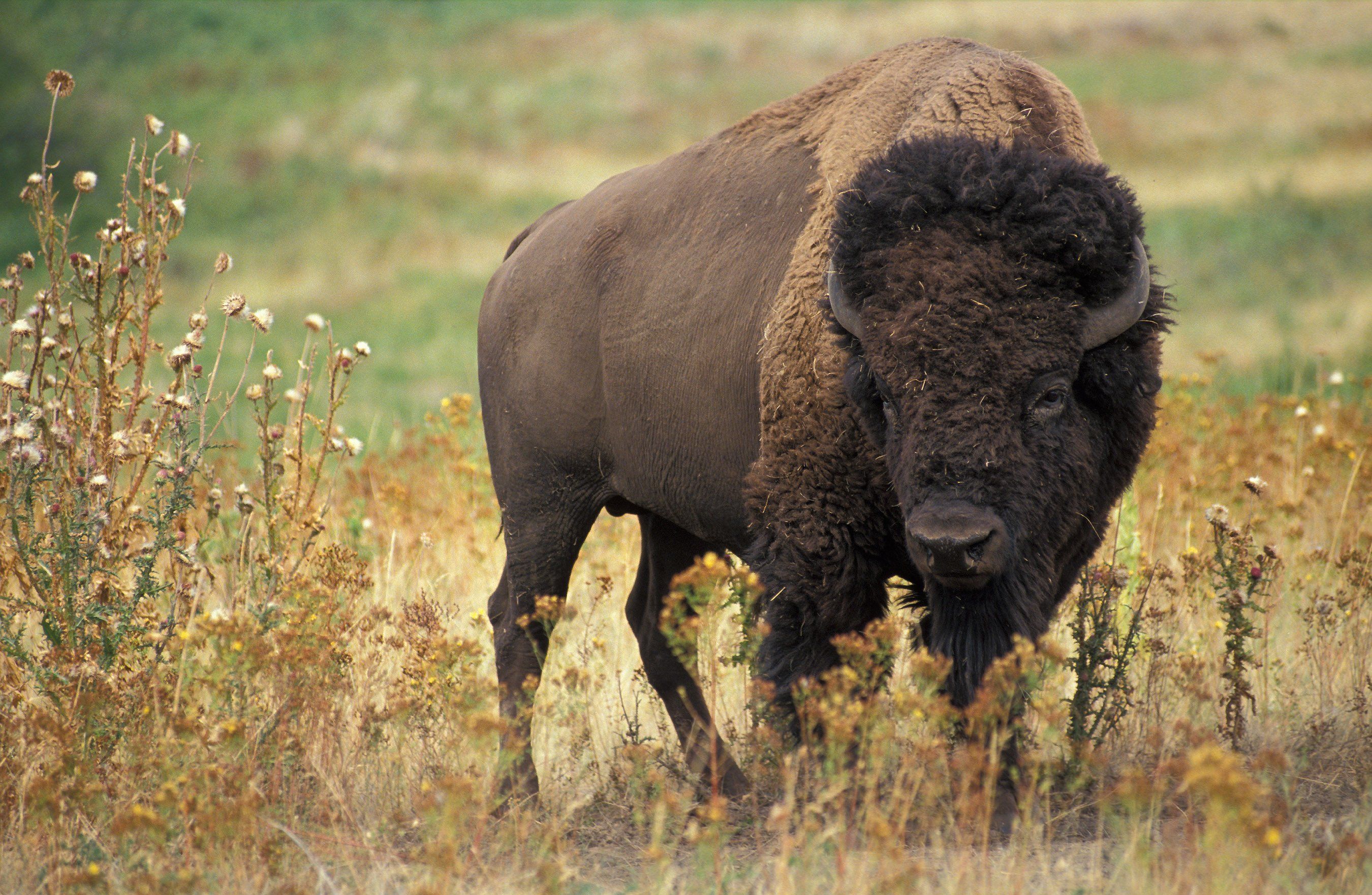 Mulberry reccomend Sex ratio of bison at la brea