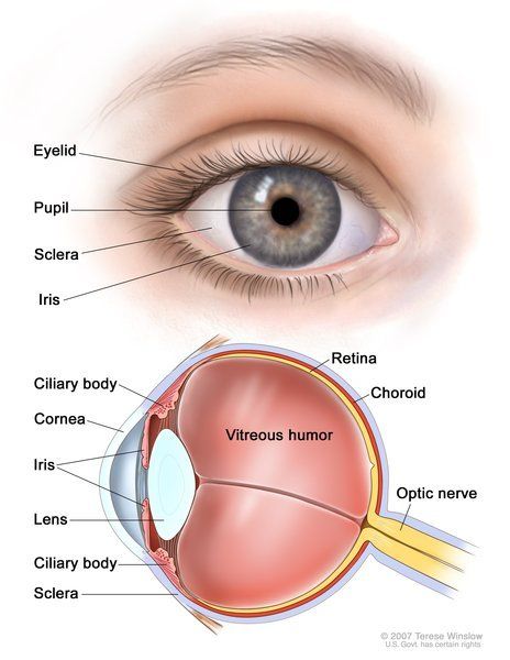 best of Eye description Facial parts