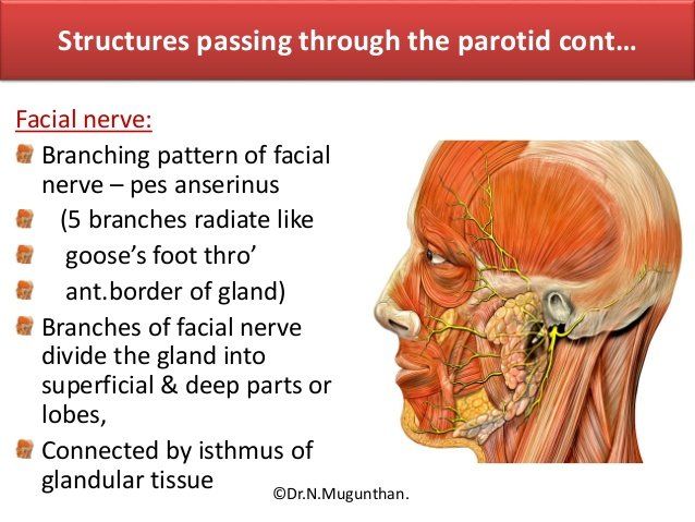 best of Pes Facial nerve