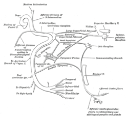 Handy M. reccomend Facial nerve pes