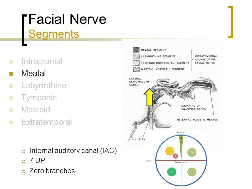Gingersnap reccomend Facial nerve segment
