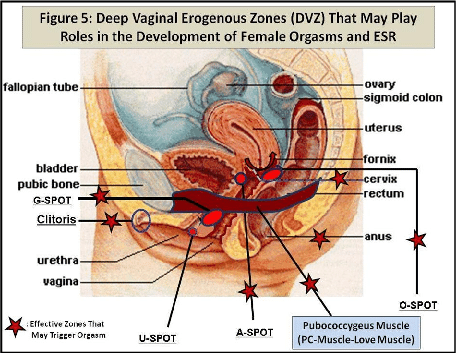 Neptune reccomend Female orgasm g spot pics