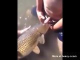 Fish sucking a guys dick