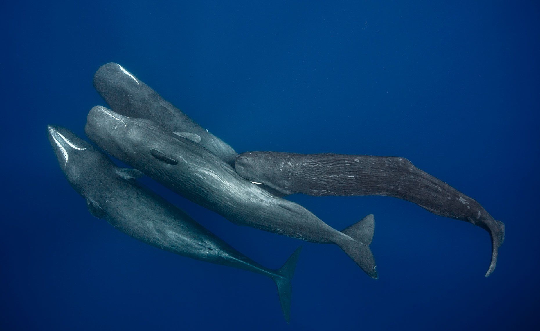 best of Whale Mating sperm