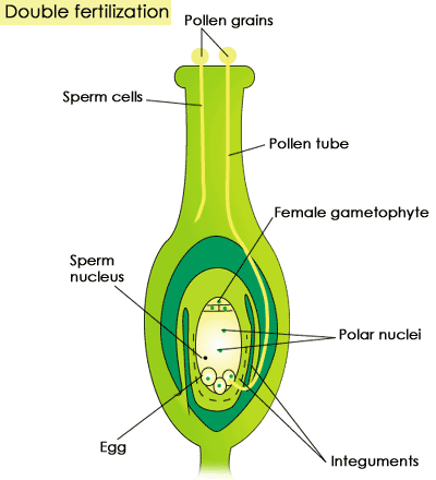 Dreads reccomend Mature fertilised plant ovules